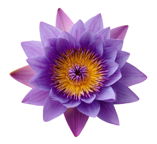 purple flower icon
